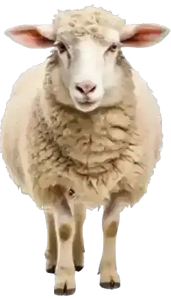 İstanbul küçükbaş kurbanlık koç koyun seçimi